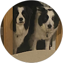 Robert Page profile picture